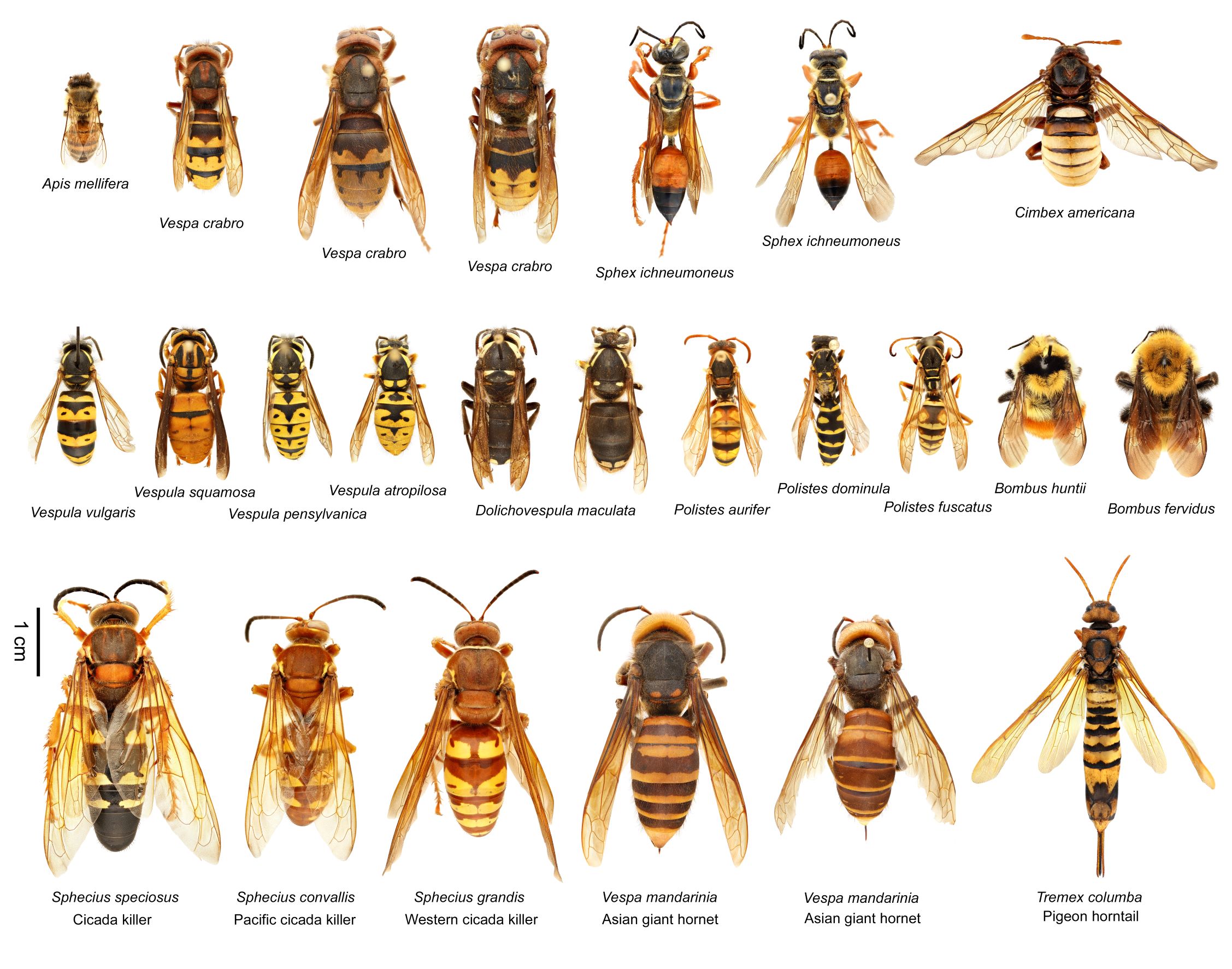 New jersey beekeepers association